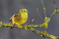 Strnad obecny - Emberiza citrinella - Yellowhammer 6345